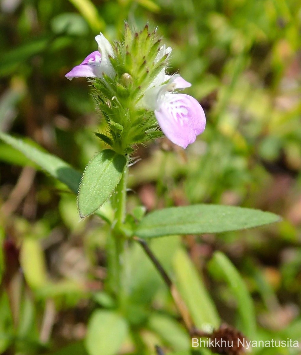 Rostellularia procumbens (L.) Nees